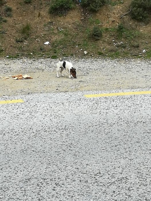 Βρέθηκε Jack Russell, Πάρνηθα