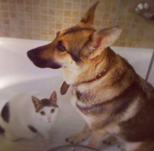 Χάθηκε θηλυκό λυκόσκυλο, Σούνιο