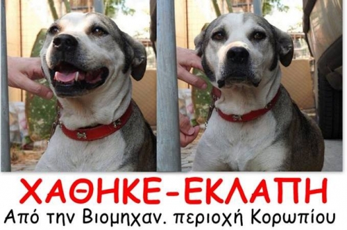 Χάθηκε θηλυκό σκυλάκι, Κορωπί