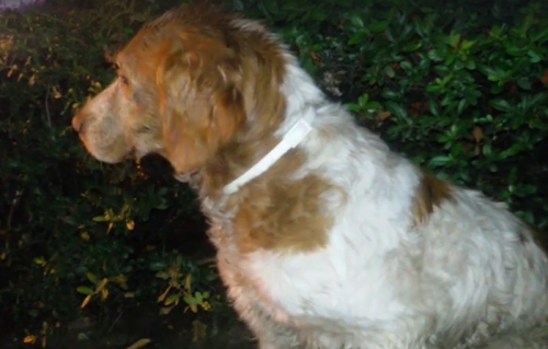 Βρέθηκε καθαρόαιμο Επανιέλ Μπρετόν, Νίκαια