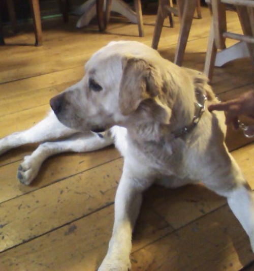 &Beta;&rho;έ&theta;&eta;&kappa;&epsilon; &alpha;&rho;&sigma;&epsilon;&nu;&iota;&kappa;ό &Lambda;ά&mu;&pi;&rho;&alpha;&nu;&tau;&omicron;&rho;