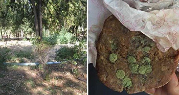 Φόλες στο Άλσος Ν. Φιλαδέλφειας