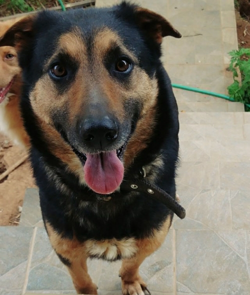 Χάθηκε θηλυκός σκύλος, Άνω λιόσια