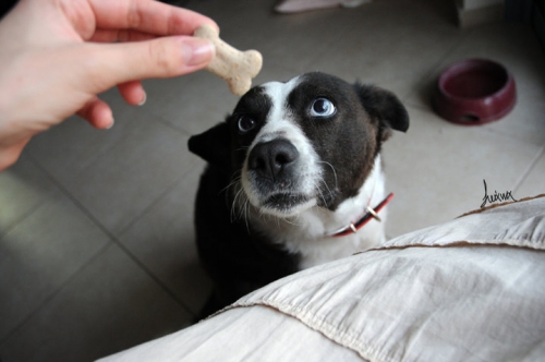 &Chi;ά&theta;&eta;&kappa;&epsilon; &mu;&alpha;ύ&rho;&omicron; ά&sigma;&pi;&rho;&omicron; &Sigma;&kappa;&upsilon;&lambda;ά&kappa;&iota;, &Rho;&omicron;&upsilon;&phi;