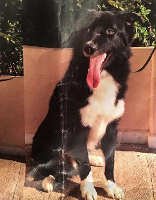 Χάθηκε άσπρο-μαύρο σκυλάκι, Χολαργός