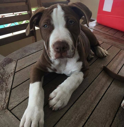 &Kappa;&lambda;ά&pi;&eta;&kappa;&epsilon; &Pi;ί&tau;&mu;&pi;&omicron;&upsilon;&lambda;, &Omicron;&lambda;&upsilon;&mu;&pi;&iota;&alpha;&kappa;ό &Chi;&omega;&rho;&iota;ό