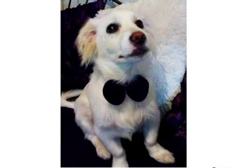 &Chi;ά&theta;&eta;&kappa;&epsilon; &Sigma;&kappa;ύ&lambda;&omicron;&sigmaf; ά&sigma;&pi;&rho;&omicron; &alpha;&rho;&sigma;&epsilon;&nu;&iota;&kappa;ό, &Kappa;&nu;&omega;&sigma;&sigma;ό&sigmaf;