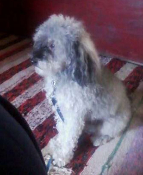 &Chi;ά&theta;&eta;&kappa;&epsilon; &gamma;&kappa;&rho;&iota; &sigma;&kappa;&upsilon;&lambda;ά&kappa;&iota;, &Zeta;&alpha;&chi;ά&rho;&omega;