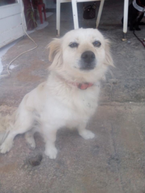 Χάθηκε άσπρο θηλυκό σκυλάκι, Κορυδαλλός