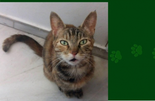 &Chi;ά&theta;&eta;&kappa;&epsilon; &Gamma;ά&tau;&alpha;, &theta;&eta;&lambda;&upsilon;&kappa;ό &alpha;&pi;ό &tau;&alpha; &Sigma;ί&delta;&epsilon;&rho;&alpha; &Chi;&alpha;&lambda;&alpha;&nu;&delta;&rho;ί&omicron;&upsilon;