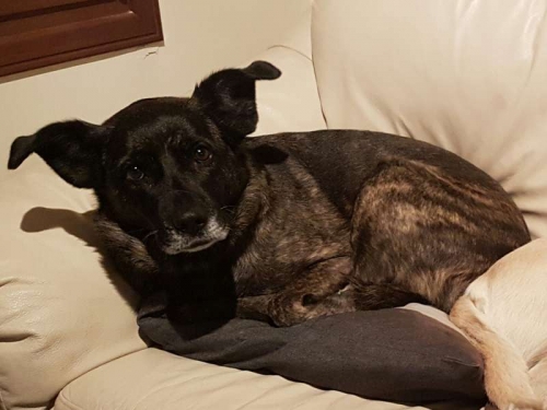 &Chi;ά&theta;&eta;&kappa;&epsilon; &mu;&alpha;ύ&rho;&omicron;&sigmaf; &sigma;&kappa;ύ&lambda;&omicron;&sigmaf;, &Sigma;&alpha;&rho;&omega;&nu;ί&delta;&alpha;