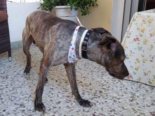 Βρέθηκε σκύλος, Κ. Χαλάνδρι