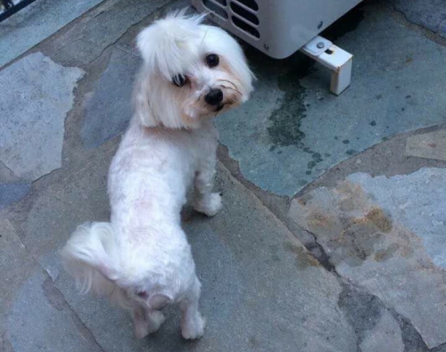 &Chi;ά&theta;&eta;&kappa;&epsilon; &Mu;&alpha;&lambda;&tau;έ&zeta;, &Chi;&alpha;&lambda;ά&nu;&delta;&rho;&iota;