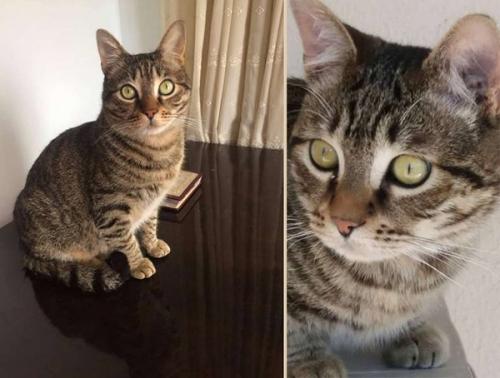 Χάθηκε γάτος, Σεπόλια