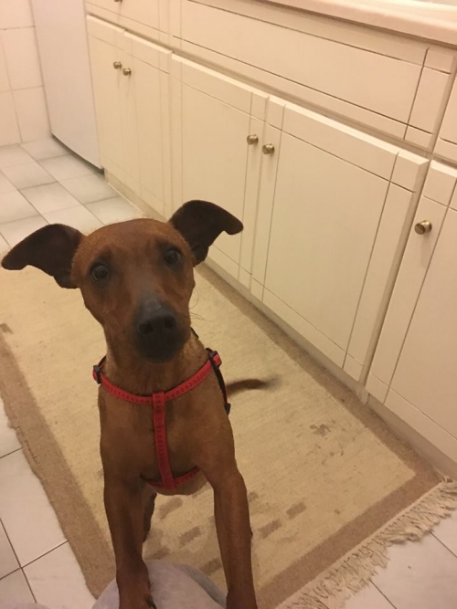 &Beta;&rho;έ&theta;&eta;&kappa;&epsilon; &kappa;&alpha;&phi;έ &sigma;&kappa;&upsilon;&lambda;ά&kappa;&iota;