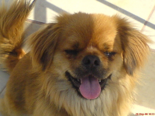 &Chi;ά&theta;&eta;&kappa;&epsilon; &Pi;&epsilon;&kappa;&iota;&nu;&omicron;&upsilon;ά &sigma;&tau;&omicron; &Delta;ή&lambda;&epsilon;&sigma;&iota;