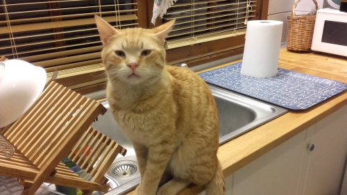 &Chi;ά&theta;&eta;&kappa;&epsilon; &kappa;&alpha;&nu;&epsilon;&lambda;ί &xi;&alpha;&nu;&theta;ό &gamma;&alpha;&tau;ά&kappa;&iota;