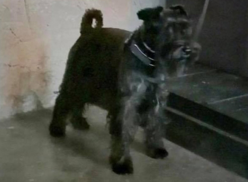 Χάθηκε Μίνι Σνάουτσερ, Παγκράτι