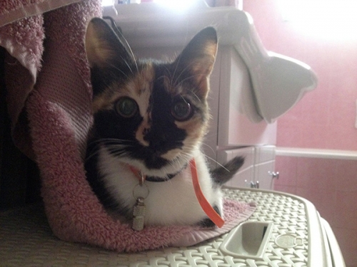 &Chi;ά&theta;&eta;&kappa;&epsilon; &gamma;&alpha;&tau;&omicron;ύ&lambda;&alpha; &sigma;&tau;&omicron; &Pi;&omicron;&lambda;ύ&delta;&rho;&omicron;&sigma;&omicron;