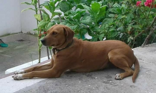 &Chi;ά&theta;&eta;&kappa;&epsilon; &kappa;&alpha;&phi;έ &sigma;&kappa;ύ&lambda;&omicron;&sigmaf;, &Lambda;&iota;&beta;ά&rho;&tau;&zeta;&iota; &Alpha;&chi;&alpha;ϊ&alpha;&sigmaf;