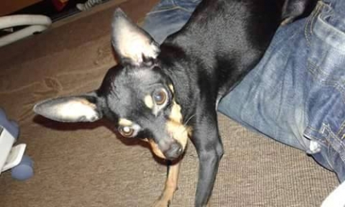 Χάθηκε Πίντσερ, Κομοτηνή