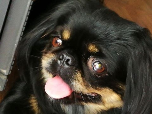 Χάθηκε Σκύλος θηλυκό Πεκινουά, Άνω Ν. Σμύρνη