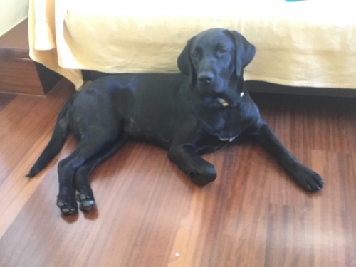 ΧΑΘΗΚΕ ΣΚΥΛΟΣ ΣΤΗΝ ΠΕΡΙΟΧΗ ΠΑΠΑΓΟΥ