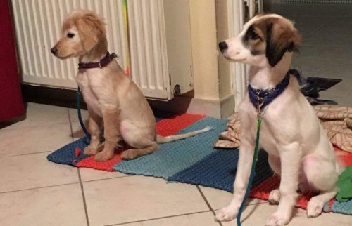 Χάθηκαν Δύο Σκυλάκια, Νέα Ζωή