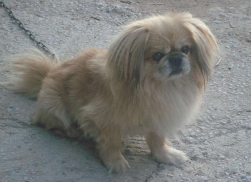 &Chi;ά&theta;&eta;&kappa;&epsilon; &Pi;&epsilon;&kappa;&iota;&nu;&omicron;&upsilon;ά, &Theta;&epsilon;&sigma;/&nu;ί&kappa;&eta;