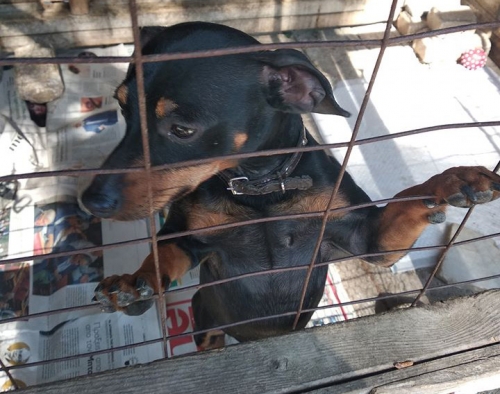 Κλάπηκε σκύλος από καταφύγιο