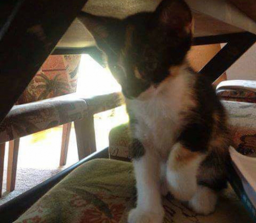 Χάθηκε γάτα, Μαρούσι