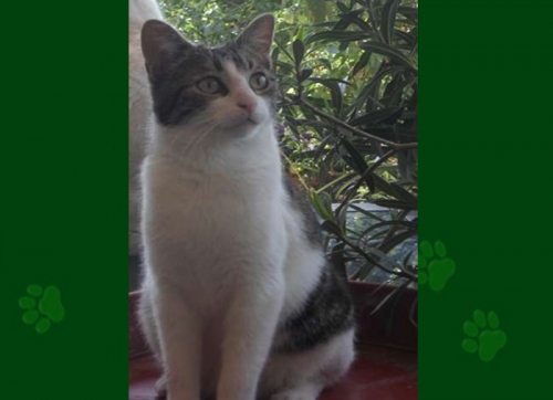 &Chi;ά&theta;&eta;&kappa;&epsilon; &gamma;ά&tau;&alpha;, &kappa;&omicron;&nu;&tau;ά &sigma;&tau;&omicron; &Mu;έ&gamma;&alpha;&rho;&omicron; &Mu;&omicron;&upsilon;&sigma;&iota;&kappa;ή&sigmaf;