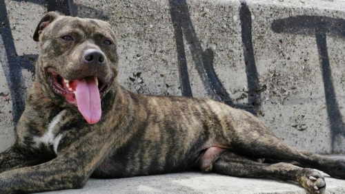 Χάθηκε Σκύλος, αρσενικό Πιτμπουλ, Καλλιθέα