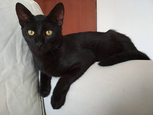 &Chi;ά&theta;&eta;&kappa;&epsilon; &alpha;&rho;&sigma;&epsilon;&nu;&iota;&kappa;ό &gamma;&alpha;&tau;ά&kappa;&iota;, &Mu;&alpha;&rho;&omicron;ύ&sigma;&iota;