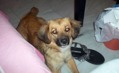 &Chi;ά&theta;&eta;&kappa;&epsilon; &kappa;&alpha;&phi;έ &sigma;&kappa;&upsilon;&lambda;ά&kappa;&iota;, &Eta;&rho;ά&kappa;&lambda;&epsilon;&iota;&omicron;