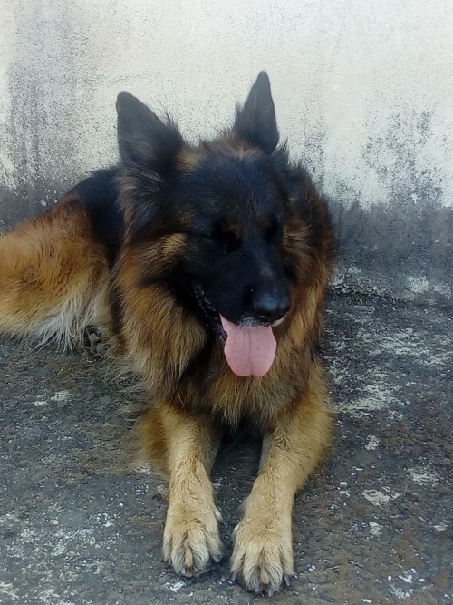 ΒΡΈΘΗΚΕ ΠΟΙΜΕΝΙΚΟΣ