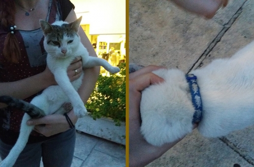 Βρέθηκε αρσενικό γατάκι, Χολαργός