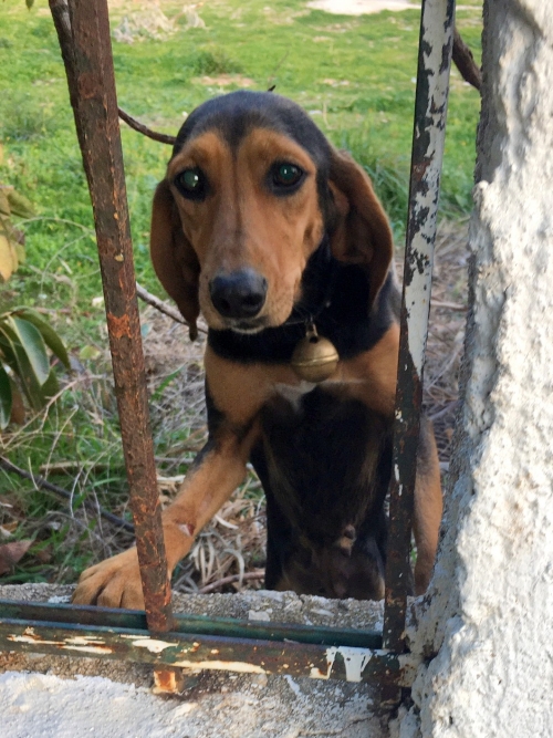 Δύο κυνηγόσκυλα στον Λουτρόπυργο Νέας Περάμου Αττικής