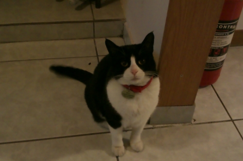 Χάθηκε Ασπρόμαυρη γάτα στο Ν.Κοσμο