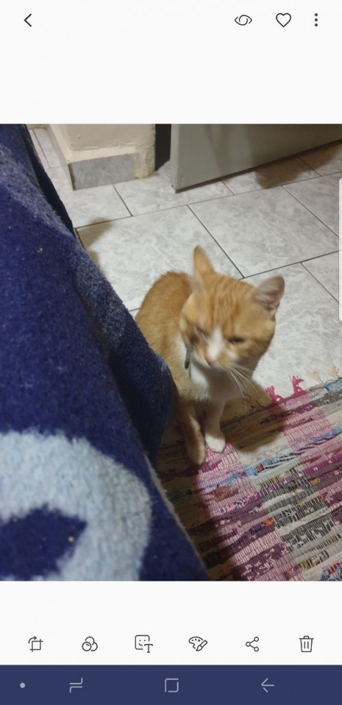 Χάθηκε γατακι