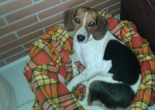 &Chi;ά&theta;&eta;&kappa;&epsilon; &Sigma;&kappa;ύ&lambda;&omicron;&sigmaf;, &theta;&eta;&lambda;&upsilon;&kappa;ό &Mu;&pi;&iota;&gamma;&kappa;&lambda;, &Sigma;&upsilon;&kappa;&iota;έ&sigmaf;