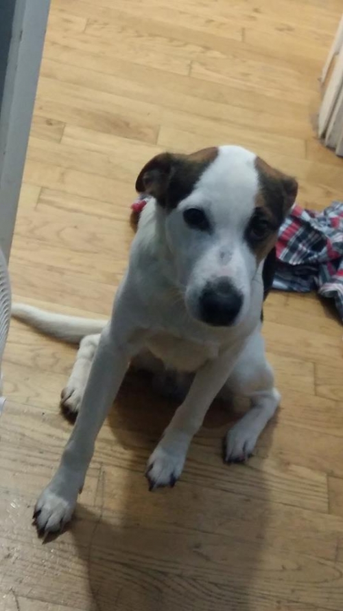 &Chi;ά&theta;&eta;&kappa;&epsilon; &sigma;&kappa;&upsilon;&lambda;ί &alpha;&sigma;&pi;&rho;ό&mu;&alpha;&upsilon;&rho;&omicron; &amp; &kappa;&alpha;&phi;έ