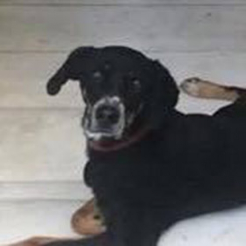 Χάθηκε σκύλος, Εκάλη