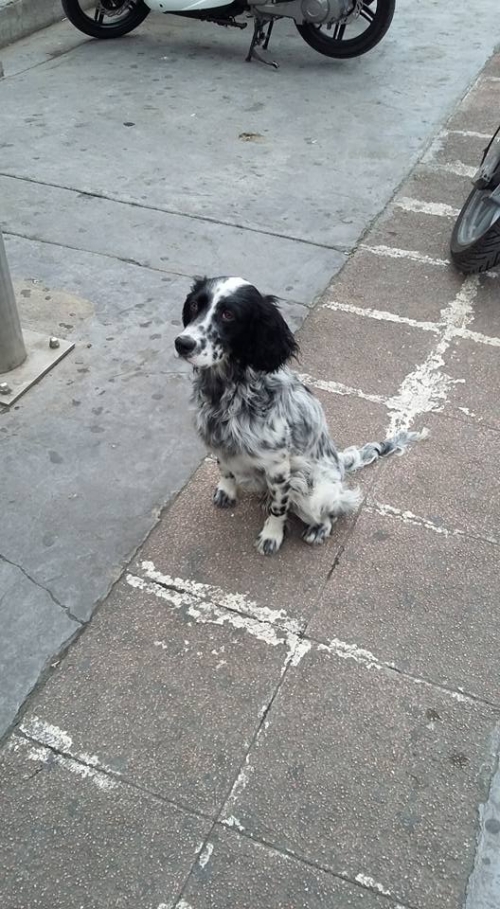 &Beta;&rho;έ&theta;&eta;&kappa;&epsilon; &Sigma;&pi;&rho;&iota;&nu;&gamma;&kappa;&epsilon;&rho;, &Pi;&epsilon;&rho;&iota;&sigma;&tau;έ&rho;&iota;