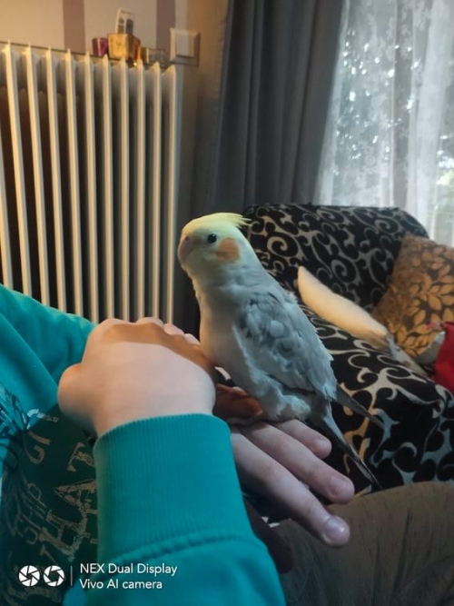 ΧΑΘΗΚΕ ΚΟΚΑΤΙΛΑΚΙ ΣΤΟΝ ΑΓΙΟ ΕΛΕΥΘΕΡΙΟ