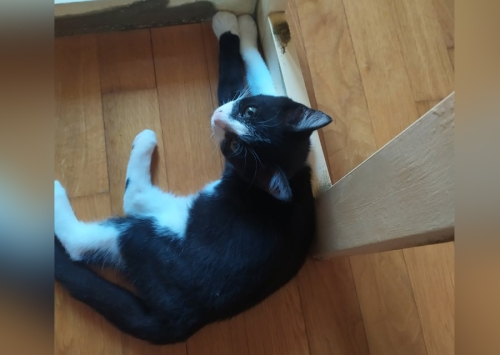 Χάθηκε γάτος, Γέρακας