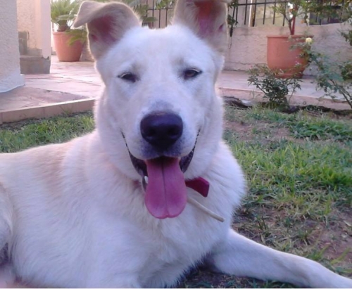 Χάθηκε άσπρος μπεζ σκύλος, Κορωπί