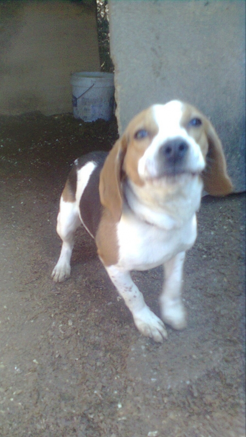 Χάθηκε λαγοσκυλο