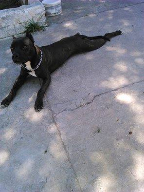 &Chi;ά&theta;&eta;&kappa;&epsilon; &mu;&alpha;ύ&rho;&omicron; &Pi;&iota;&tau; &Mu;&pi;&omicron;&upsilon;&lambda;, &Kappa;&omicron;&rho;&omega;&pi;ί