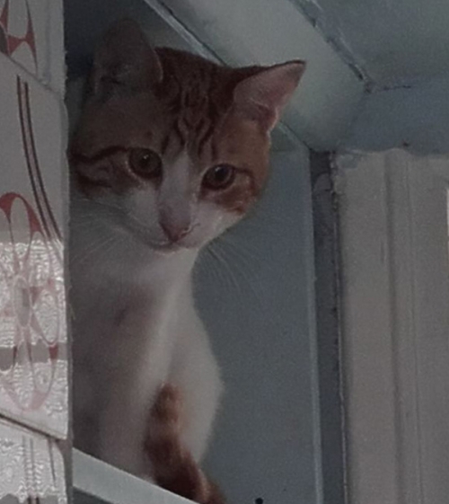 &Chi;ά&theta;&eta;&kappa;&epsilon; &gamma;ά&tau;&omicron;&sigmaf;, &Nu;. &Psi;&upsilon;&chi;&iota;&kappa;ό